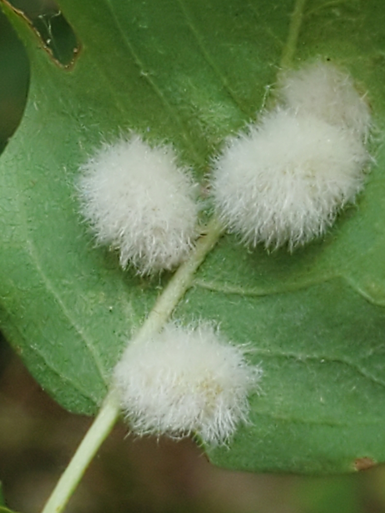 Blaesodiplosis From Stevenson WA 98648 USA On August 13 2021 At 12