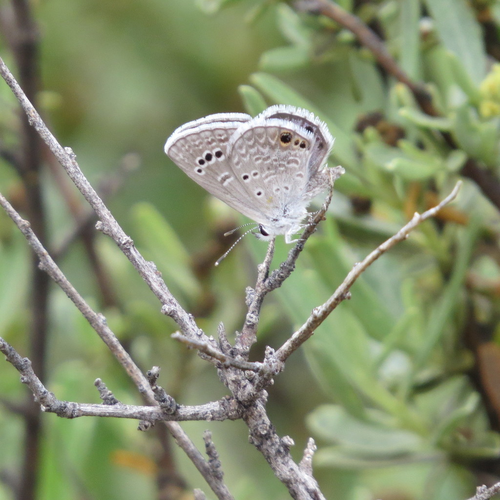 Reakirt S Blue From Cochise County AZ USA On August 15 2021 At 08 00