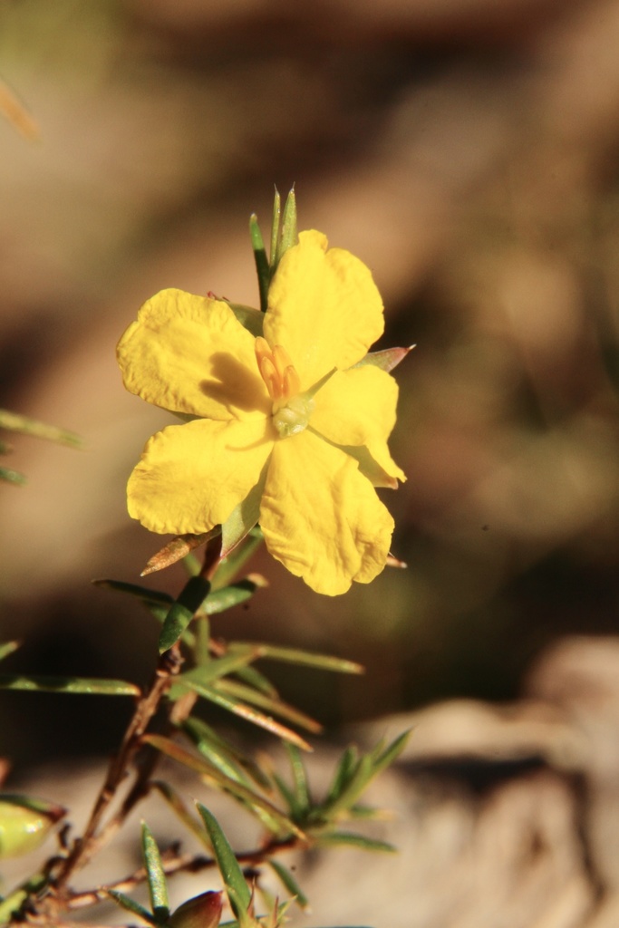 Prickly Guinea Flower From Finniss Conservation Reserve Mount