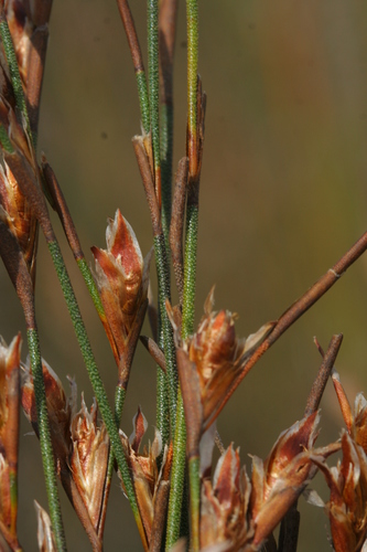 Roughstem Capereeds Section Aspera INaturalist