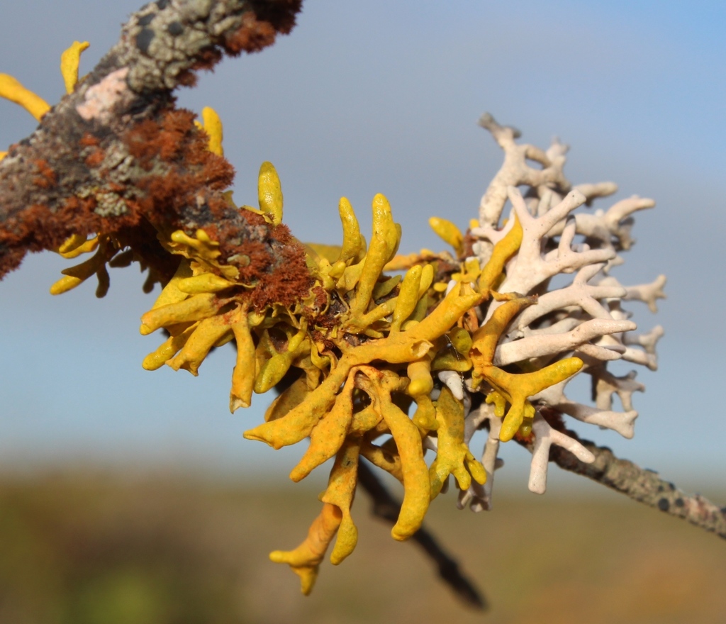 Burning Finger Lichen Fungi Of Southern Africa INaturalist