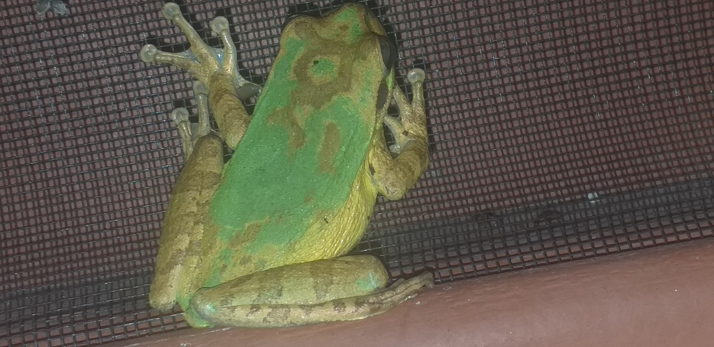 Masked Tree Frog From Regi N Aut Noma De La Costa Caribe Sur Nicaragua