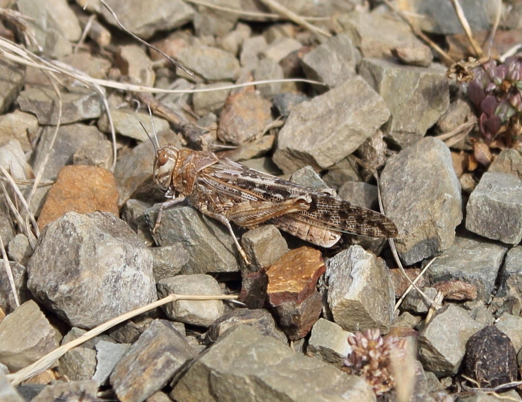 Brown Locust Grasshoppers Locusts And Allies Of South Africa