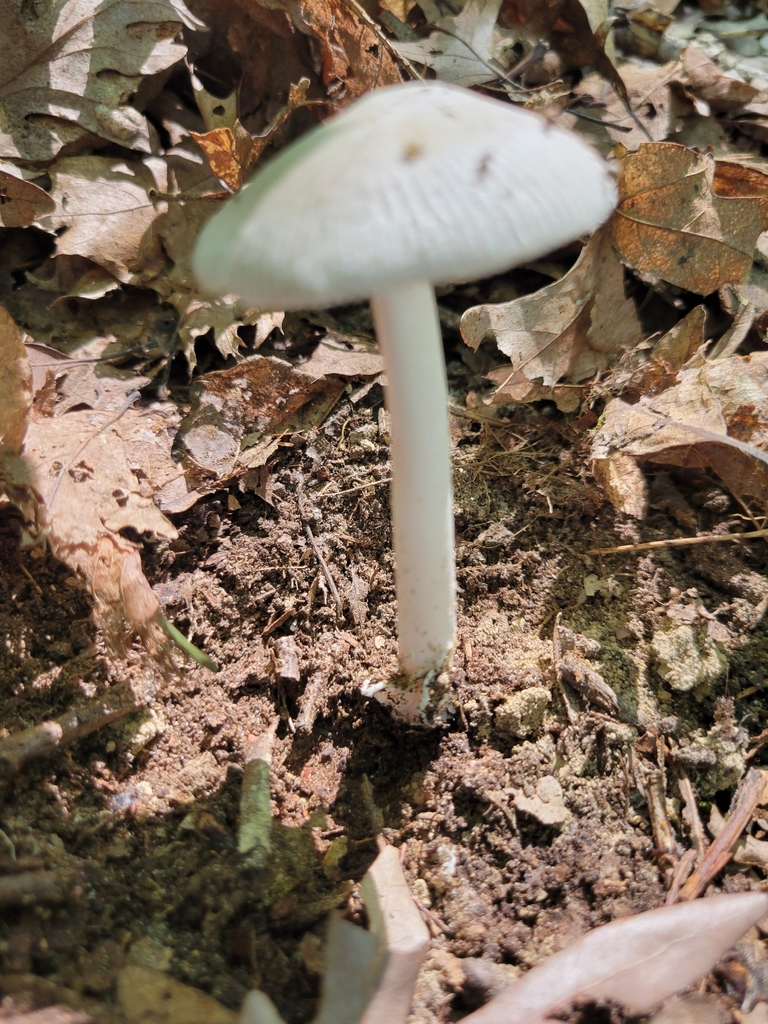 Amanita Sect Vaginatae From West Township In Usa On August