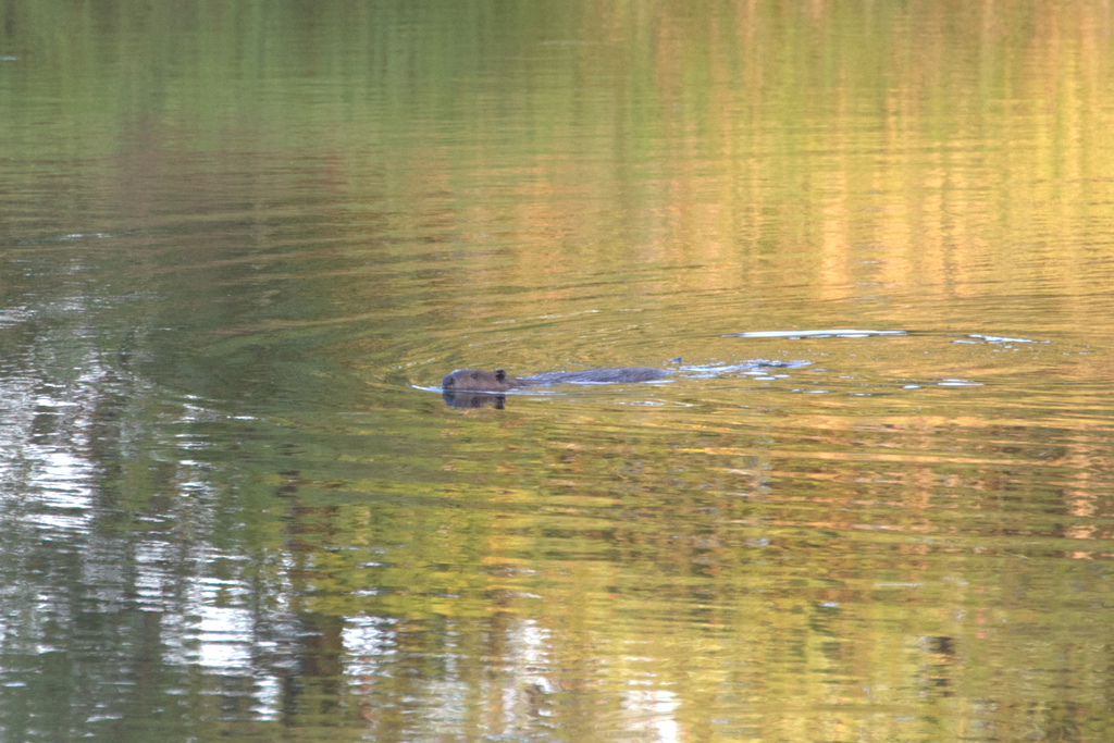 American Beaver From Jackman Wetlands Langley Twp BC V4W Canada On