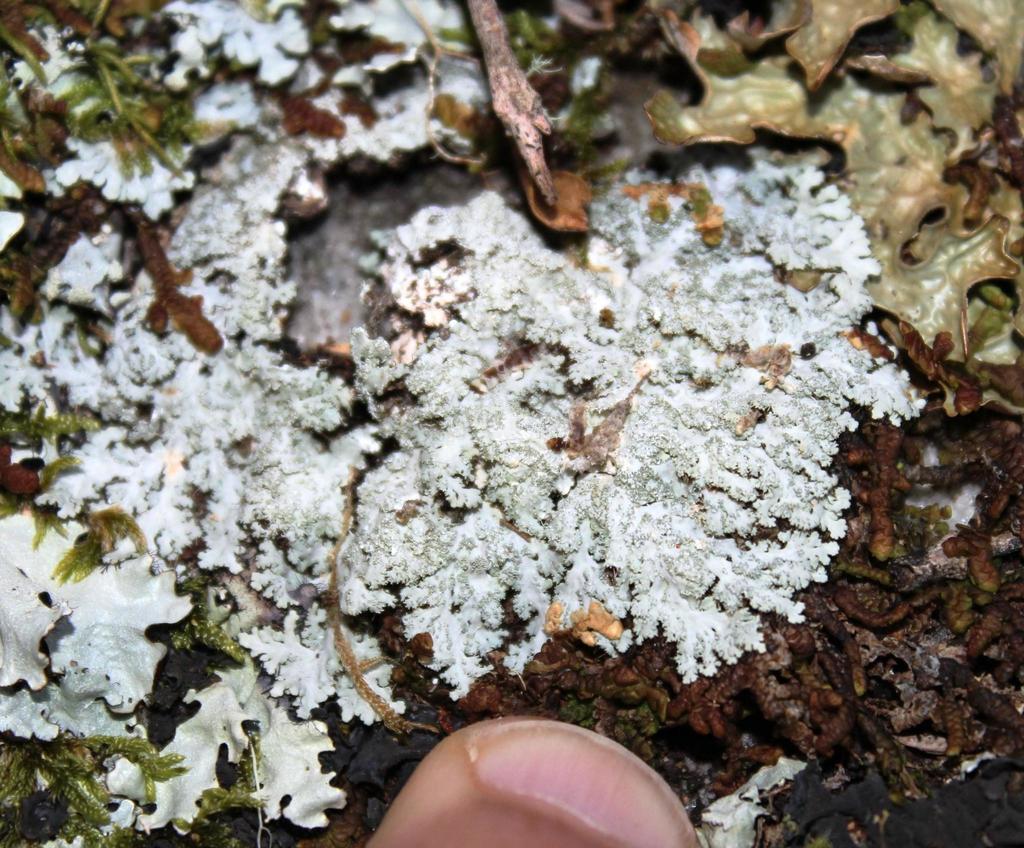 Heterodermia Isidiophora Fungi Of Southern Africa Inaturalist