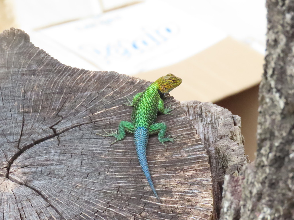 Guatemalan Emerald Spiny Lizard From San Crist Bal De Las Casas Chis