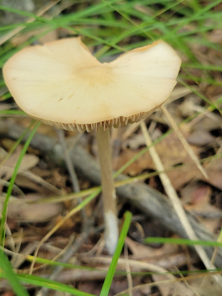 Common Gilled Mushrooms And Allies From Marshall County US IN US On