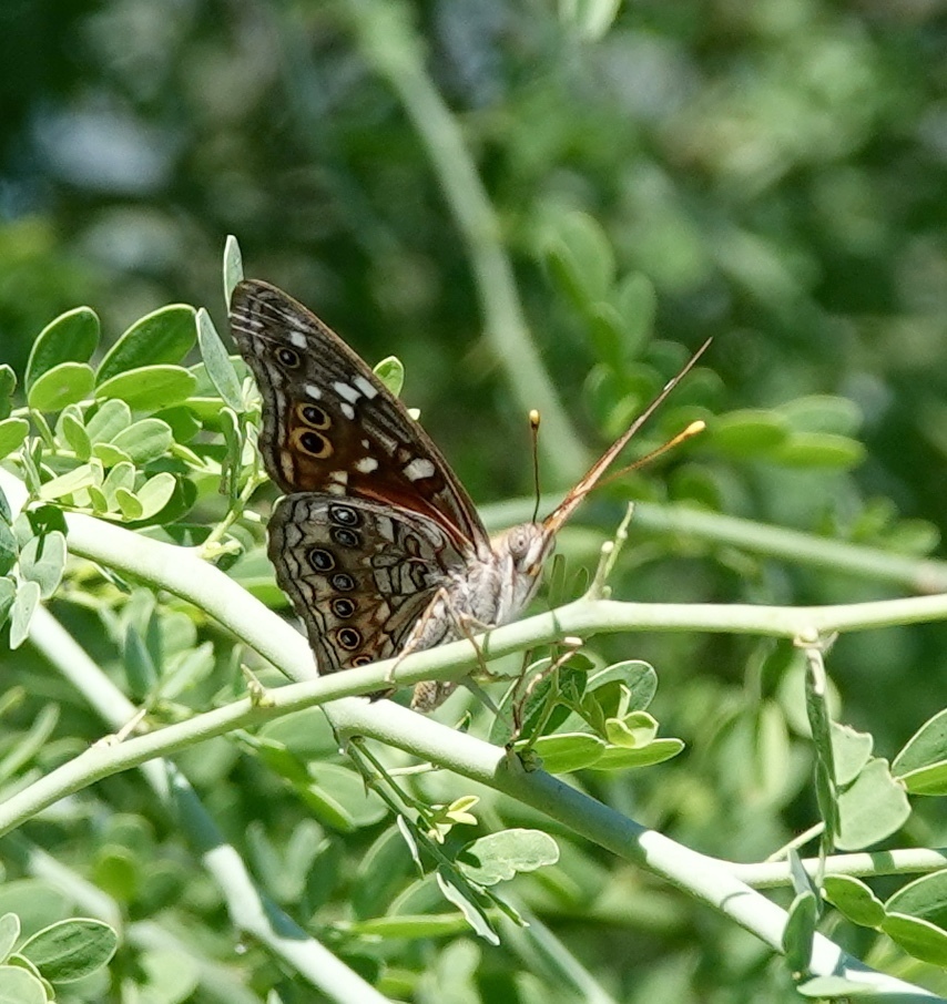 Empress Leilia From Pima County AZ USA On August 22 2021 At 08 59 AM