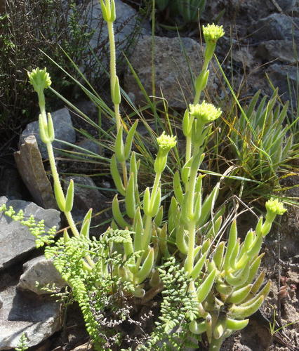 Subspecies Crassula Mesembryanthoides Hispida Inaturalist Nz