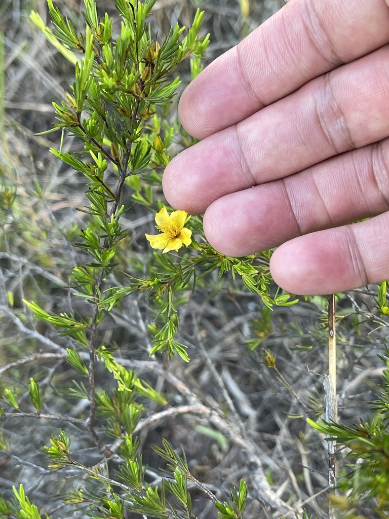 Peelbark St John S Wort From Miramar Pinelands Miramar Fl Us On