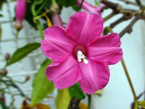 Ipomoea Horsfalliae Martinique Vines INaturalist