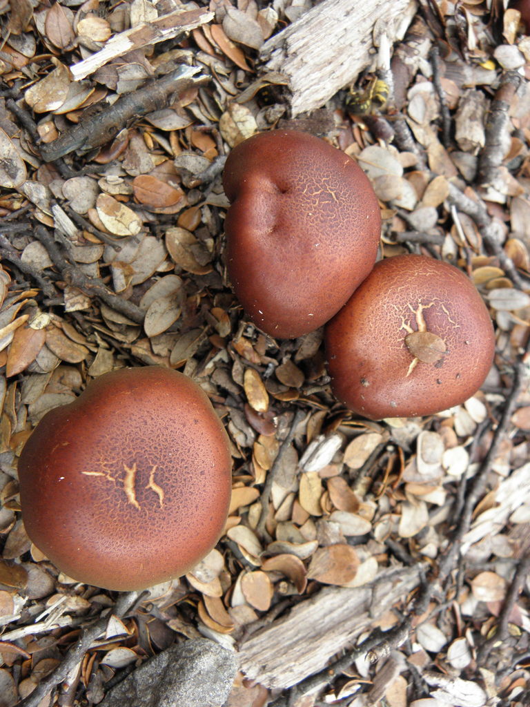 Common Gilled Mushrooms And Allies From Selwyn District Canterbury