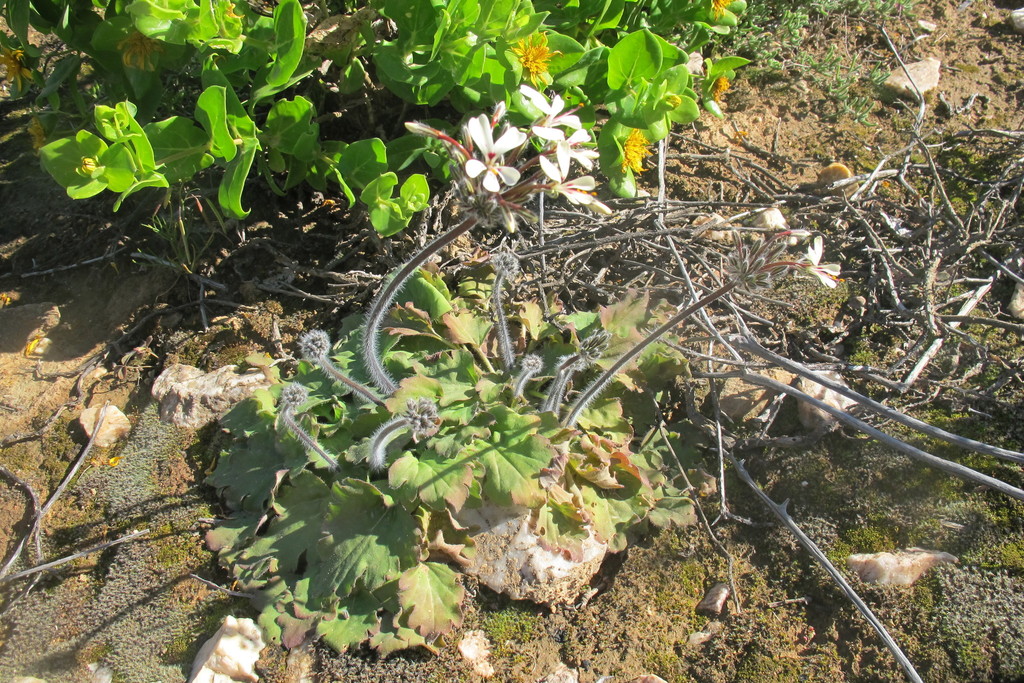 Pelargonium Moniliforme From West Coast DC South Africa On August 30