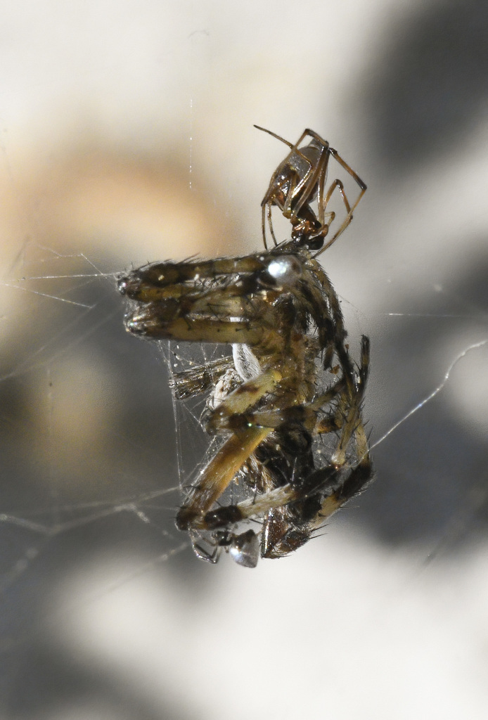 American Dewdrop Spider From Point Fermin San Pedro Los Angeles CA