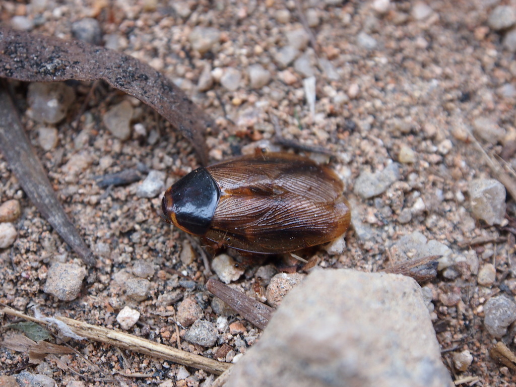 Surinam Cockroach Guide To The Seider Springs Insects Inaturalist