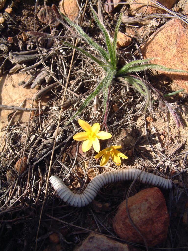 Woolly Stargrass From Greyton Loerkop On May 8 2006 By Klaus Wehrlin