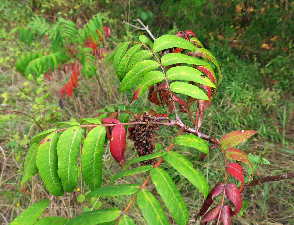 Smooth Sumac From Garland Tx Usa On September At Am By