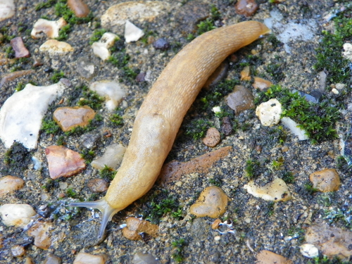 Yellow Garden Slug Limax Flavus INaturalist