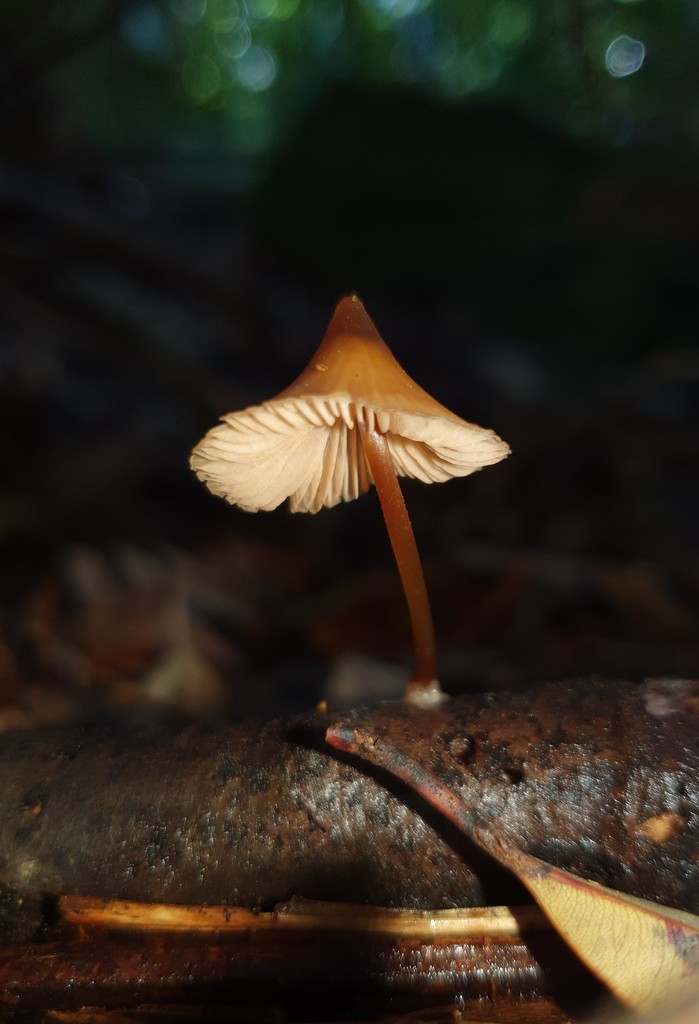 Pinkgills From Somersby Falls Walking Track Somersby Nsw