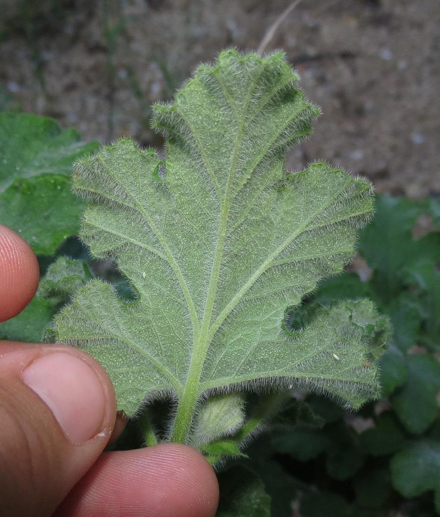 Oak Leaved Geranium From Poortjies Baviaanskloof On March By