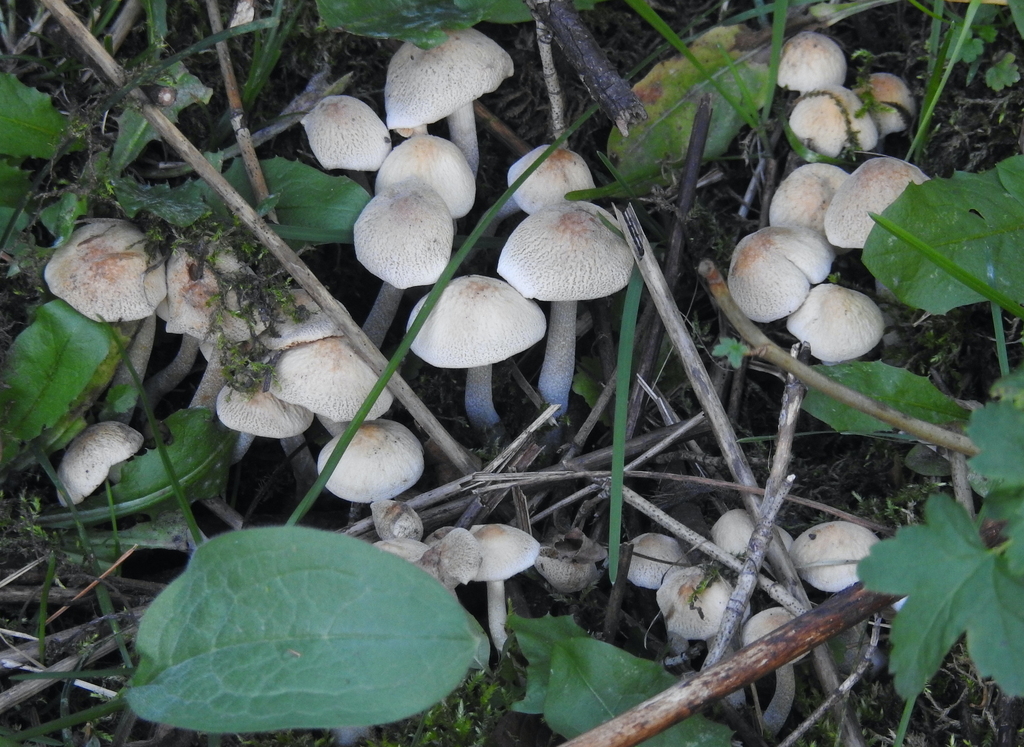 Common Gilled Mushrooms And Allies From Bannock County ID USA On