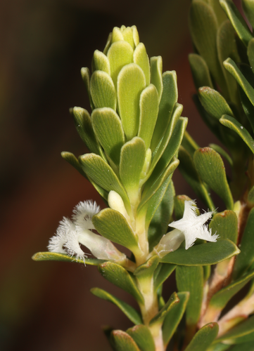 Styphelia Flavescens Inaturalist