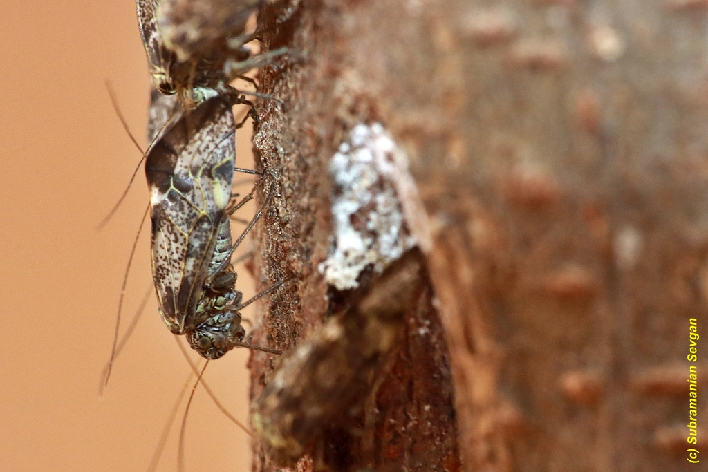 Psocidus Guttulatus From Kasarani Nairobi Kenya On September