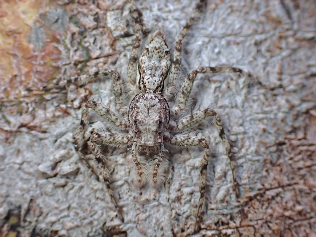 Phaeacius Malayensis Spiders Of Karnataka INaturalist