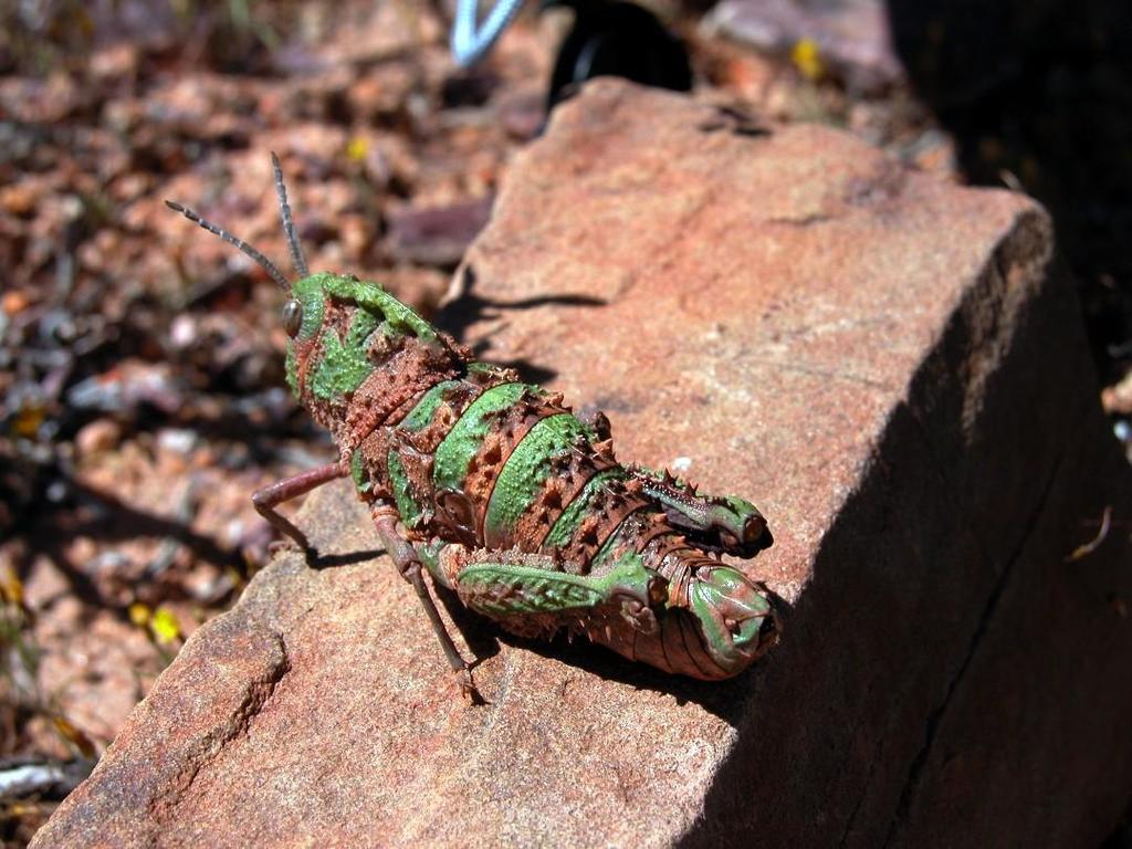 Porthetis Carinata Grasshoppers Locusts And Allies Of South Africa