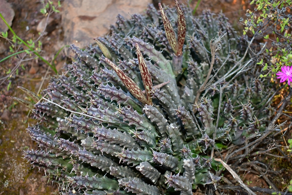 Black Carrion Flower From Kannaland Local Municipality South Africa On