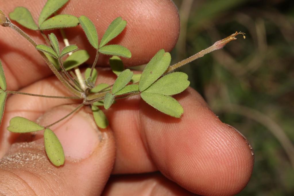 Fringe Sorrel Knysna Secion Of Erf Locally Indigenous Species On