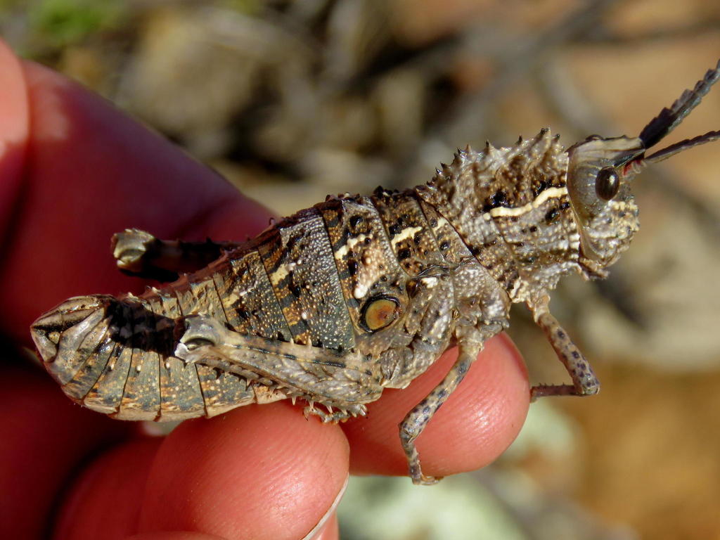 Hoplolopha Asina Grasshoppers Locusts And Allies Of South Africa