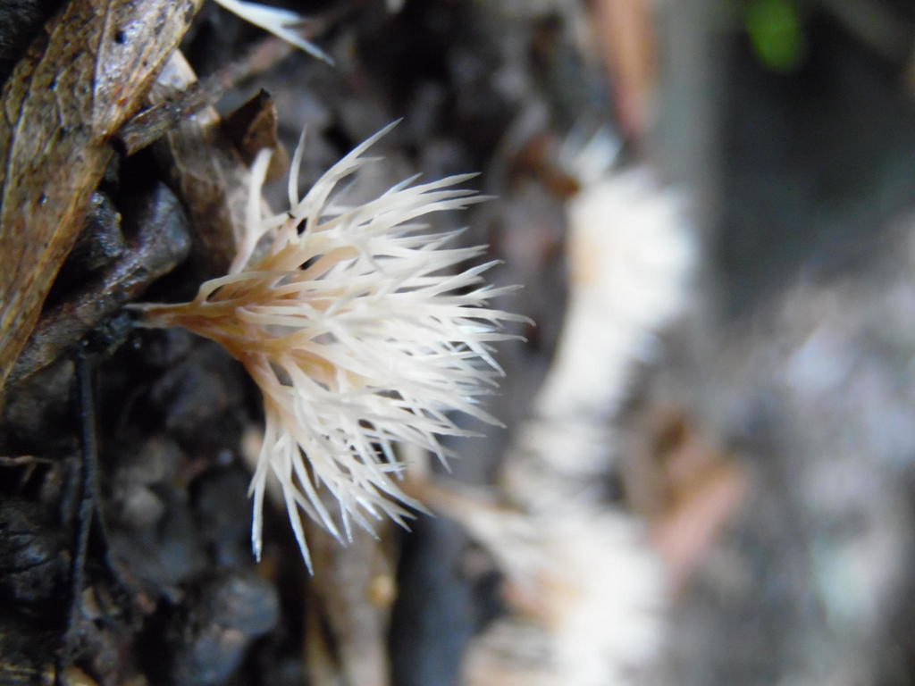 Angel Hair Coral Fungi Of Southern Africa INaturalist