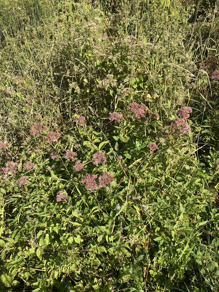 Coastal Plain Joe Pye Weed From Suggetts Point Rd Warsaw Va Us On