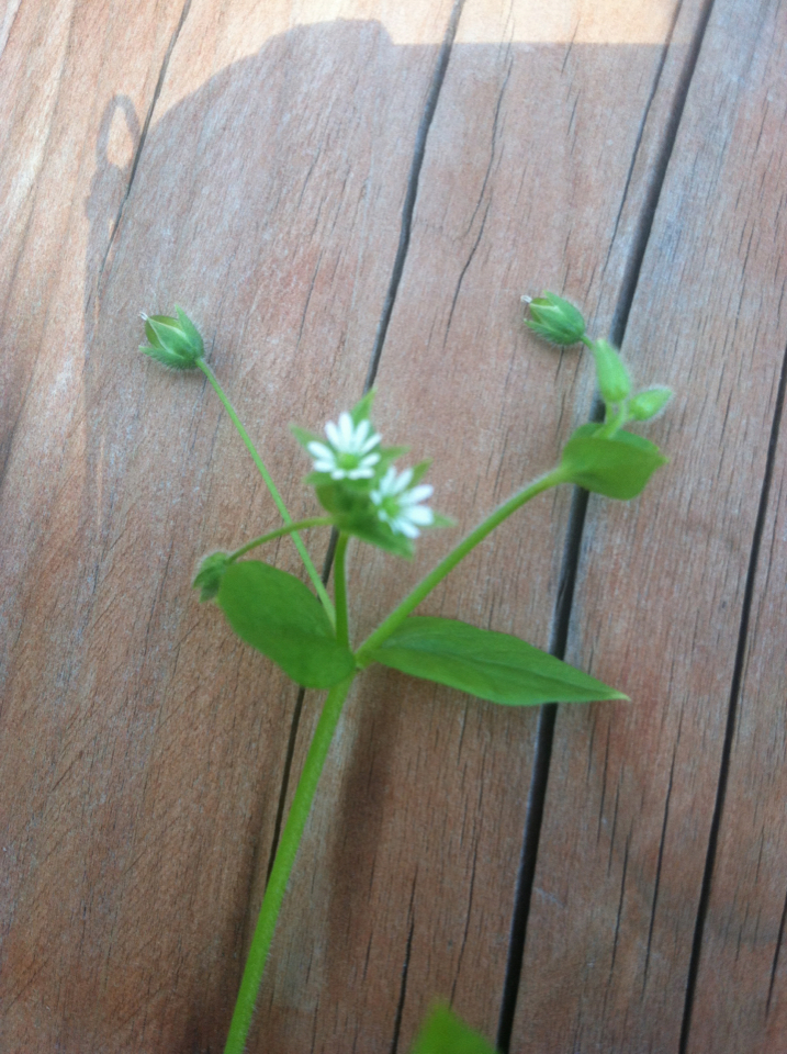 Cerastium Fontanum GENplants INaturalist