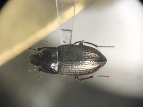 Wrinkle Winged Harp Ground Beetle Amara Patruelis Wildspecies Ca