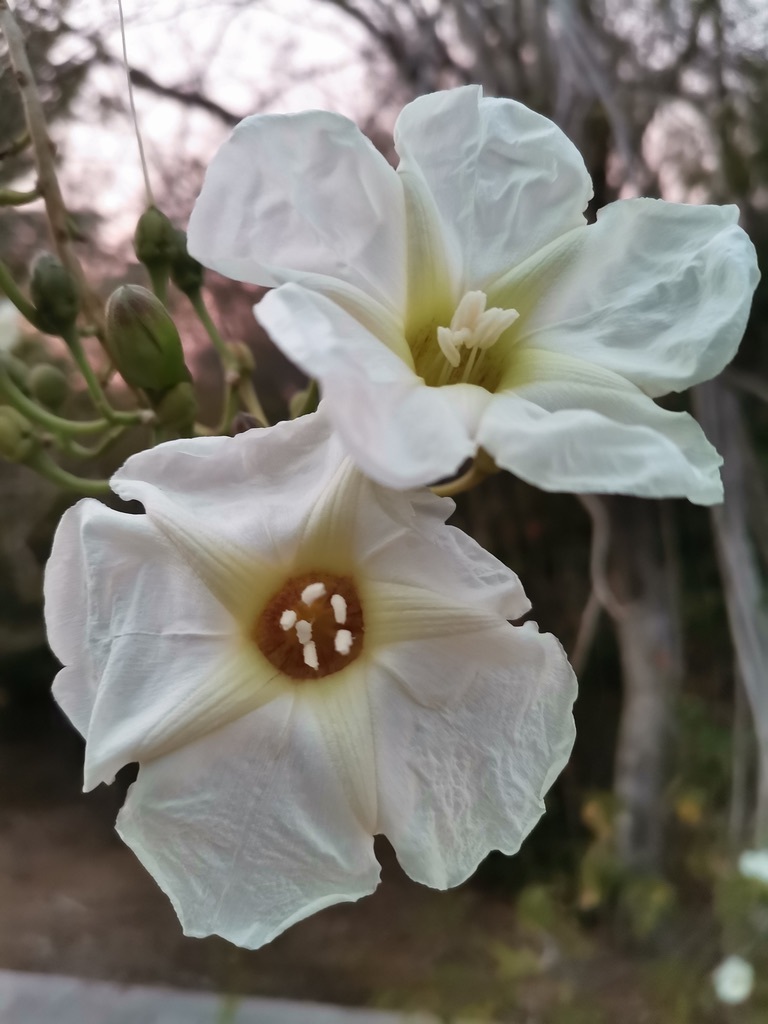 Ipomoea Arborescens From Mazatl N Sin M Xico On January At