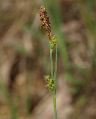 Mead S Sedge Nash Prairie Plants List Inaturalist