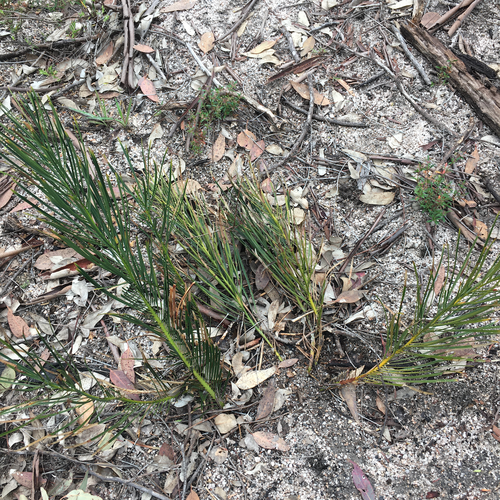 Macrozamia Viridis Inaturalist Mexico