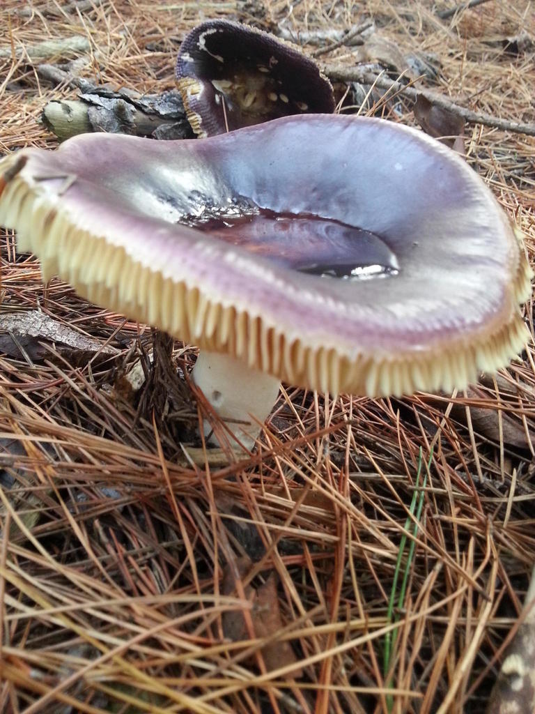 Cape Brittlegill Fungi Of Southern Africa Inaturalist