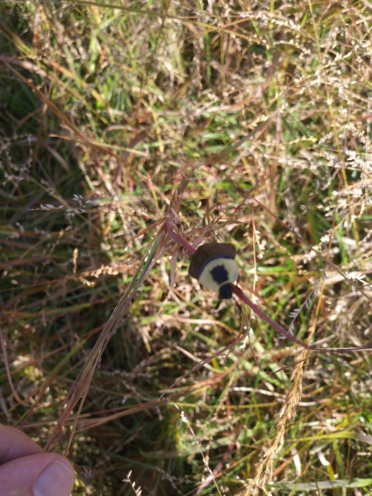 American Carrion Beetle From Elk Township PA USA On October 2 2021