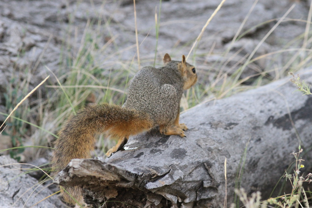 Fox Squirrel From Chico Basin Ranch Pueblo County Co Usa On October