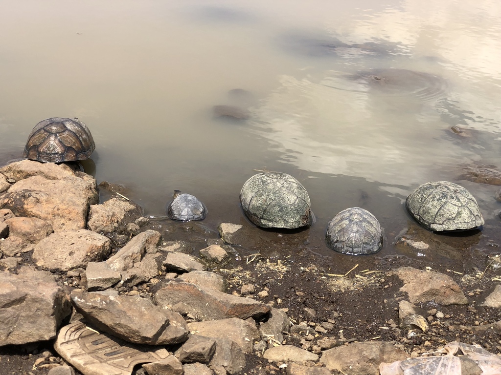 Mexican Mud Turtle In April By Cesar Kinosternon Integrum