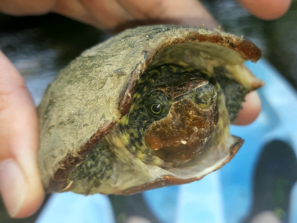 Stripe Necked Musk Turtle From Clinch River Russell County Virginia