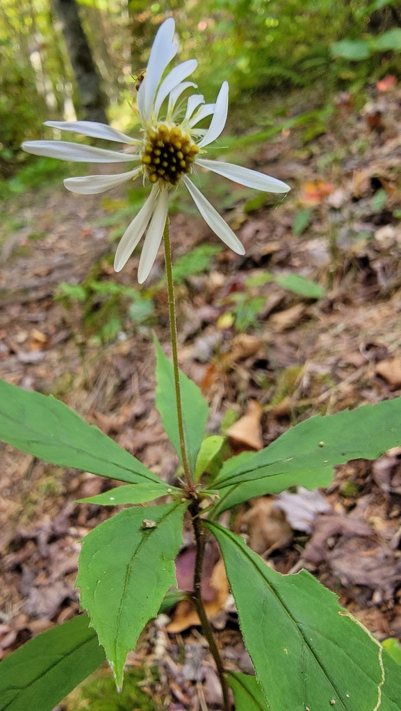 Whorled Wood Aster From Cherokee Nc Usa On October At