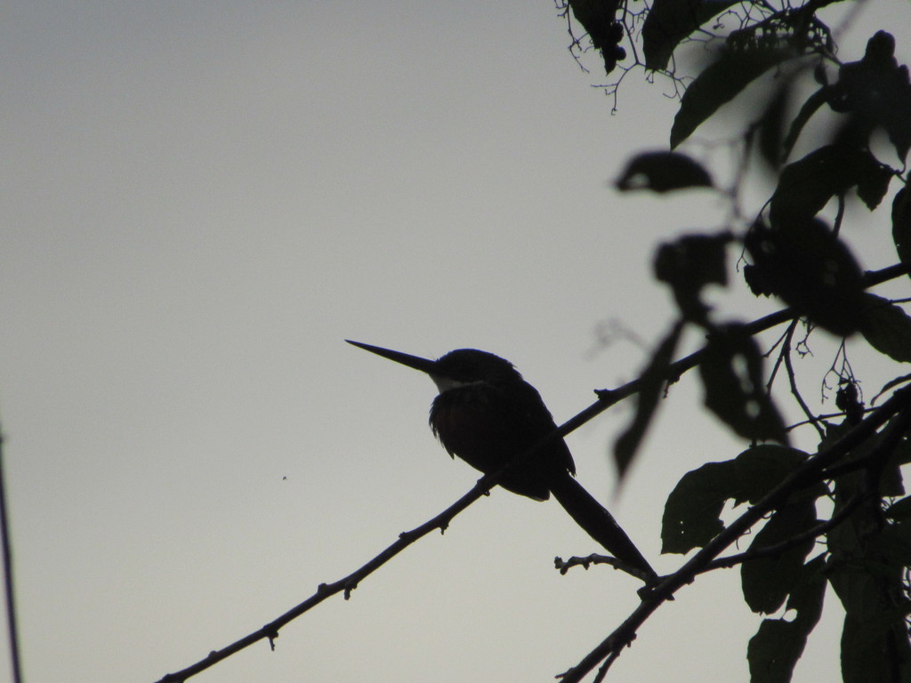 Jacamar Cola Canela Observaci N De Aves En La R F P R Perico Y Laguna