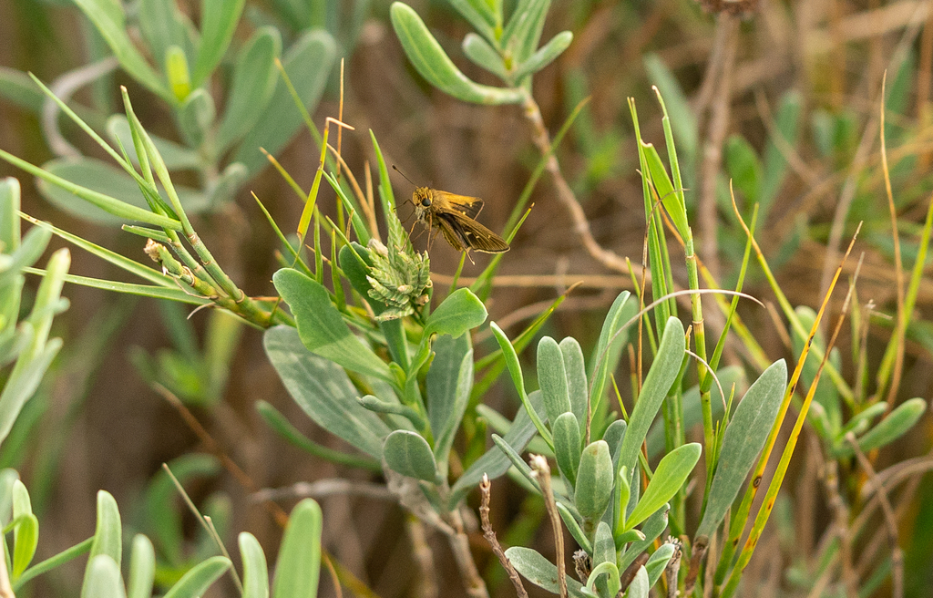 Obscure Skipper From Galveston County TX USA On October 14 2021 At