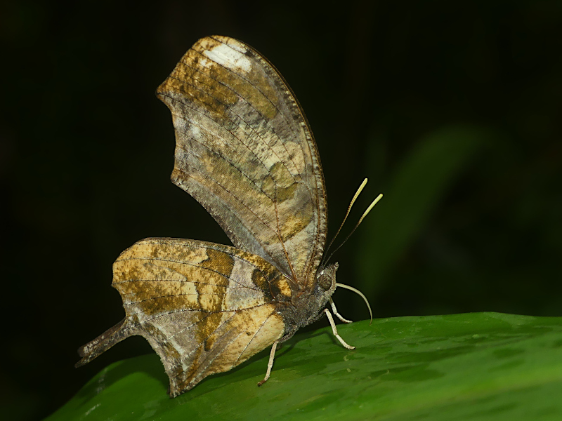 Tiger Leafwing Florianopolis Insects Lepidoptera INaturalist