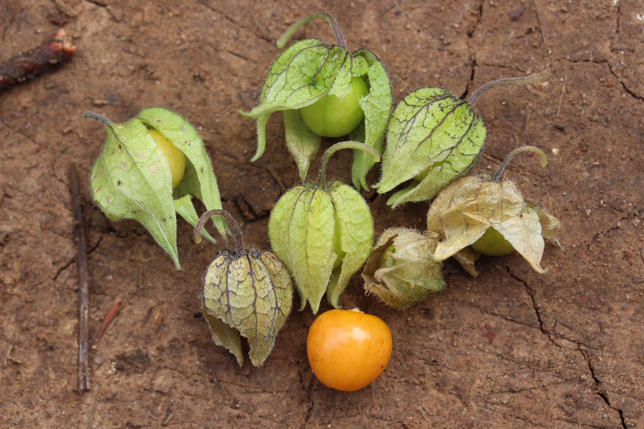 Physalis Chenopodifolia Lam